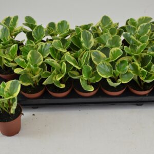Peperomia Variegata peperomia vaiegata usa
(21 Plants/Order)(8.5cmP 12cmH)