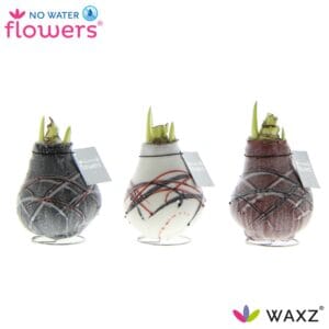 Droge ball Hippeastrum Wax Waxz® Art v Gogh
(6 Plants/Order)(5cmP 15cmH)
