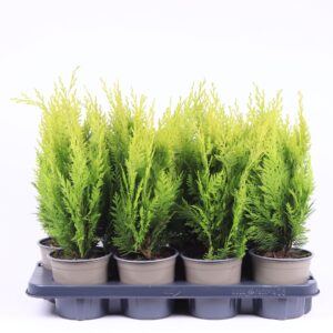 Chamaecyparis Ivonne Chamaecyparis lawsoniana 'Ivonne'
(8 Plants/Order)(13cmP 35cmH)