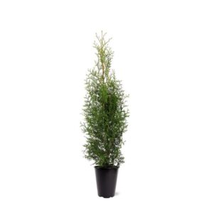 Thuja other dark yellow Thuja occidentalis 'King of Brabant' (pbr) (zonder etiket)
(1 Plants/Order)(21cmP 95cmH)