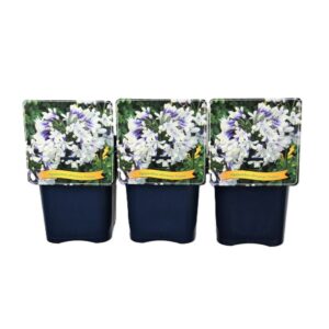 Agapanthus Agapanthus africanus 'Twister' C5
(1 Plants/Order)(21cmP 35cmH)