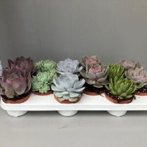 Echeveria mixed
(12 Plants/Order)(11cmP 12cmH)
