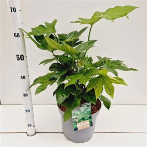 Fatsia japonica Fatsia japonica
(1 Plants/Order)(26cmP 60cmH)