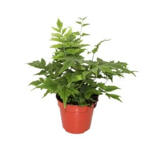 Cyrtomium fortunei clivicola Cyrtomium Fortunei Clivicola (Winterhard)
(10 Plants/Order)(12cmP 25cmH)