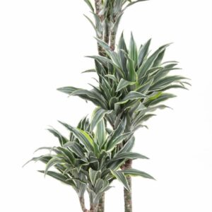 Dracaena Surprise Dracaena Surprise 60-30-15
(1 Plants/Order)(21cmP 100cmH)
