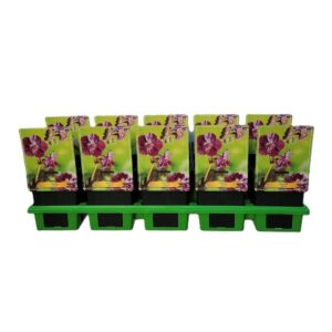 Geranium Geranium 'Raven' P11 
(10 Plants/Order)(11cmP 25cmH)