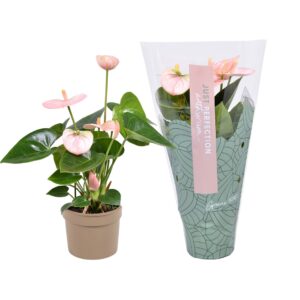 Anthurium (Andreanum Grp) Spirit Anthurium Spirit ''Just perfection®'' (XL-Flowers)
(12 Plants/Order)(9cmP 25cmH)