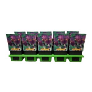 Iris germanica Iris Germanica 'Lent A. Williamson' P11
(10 Plants/Order)(11cmP 25cmH)