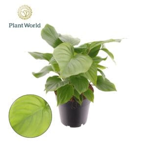 Homalomena Maggy Homalomena rubescens 'Maggy'
(6 Plants/Order)(14cmP 45cmH)