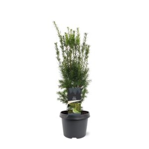 Taxus media Hicksii Taxus media 'Hicksii'
(1 Plants/Order)(19cmP 60cmH)