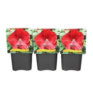 Hibiscus Hibiscus Cranberry Crush PBR C5
(1 Plants/Order)(21cmP 35cmH)