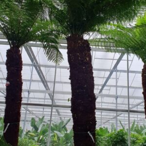 Dicksonia antarctica Dicksonia antarctica
(1 Plants/Order)(96cmP 450cmH)