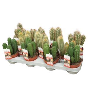 Cereus Cereus skyline 10,5 cm met etiket
(11 Plants/Order)(10.5cmP 15cmH)