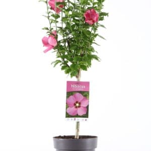 Hibiscus syriacus Woodbridge stam 30
(1 Plants/Order)(19cmP 95cmH)