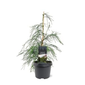 Chamaecyparis law. 'Drooping Solo'
(1 Plants/Order)(19cmP 45cmH)