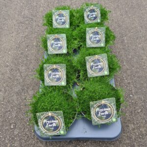 Vaste plants other Mossy Frodo (Darkgreen) schaaltje 13 (Sagina Darkgreen-donkergroen)
(8 Plants/Order)(13cmP 14cmH)