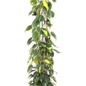 Philodendron Brasil Philodendron Scandens Brasil
(1 Plants/Order)(27cmP 160cmH)