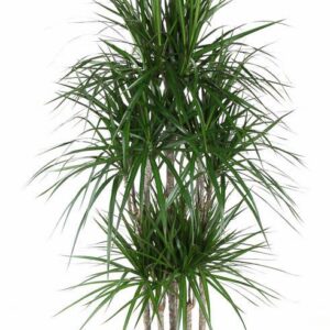 Dracaena marginata Dracaena Marginata 90-carrousel
(1 Plants/Order)(31cmP 140cmH)