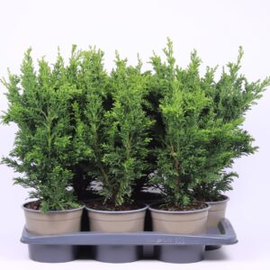 Chamaecyparis obtusa Chamaecyparis obtusa 'Draht'
(1 Plants/Order)(17cmP 50cmH)