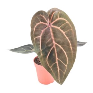 Anthurium Leaf DocBlock Anthurium Red Velvet Cake® '24' X Home Sweet Home® '32'
(2 Plants/Order)(12cmP 40cmH)