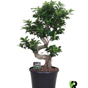 Ficus Ginseng Ficus micr. S-type in sierpot
(1 Plants/Order)(30cmP 90cmH)