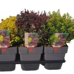 Berberis thunbergii mix P17
(6 Plants/Order)(17cmP 35cmH)