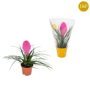 Tillandsia cyanea Vincent Tillandsia Vincent pink (Met Hoes)
(11 Plants/Order)(9cmP 30cmH)