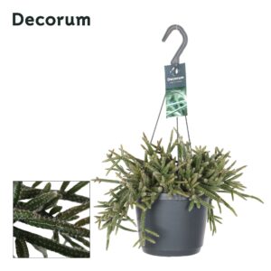 Rhipsalis baccifera subsp. horrida Rhipsalis baccifera 'Horrida' HP 17 cm
(6 Plants/Order)(17cmP 30cmH)