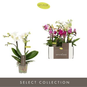Phalaenopsis Multiflora Optifriend mix 2 spike
(8 Plants/Order)(7cmP 25cmH)