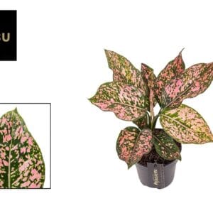 Aglaonema Pink Leopard Aglaonema Pink Leopard
(6 Plants/Order)(12cmP 30cmH)