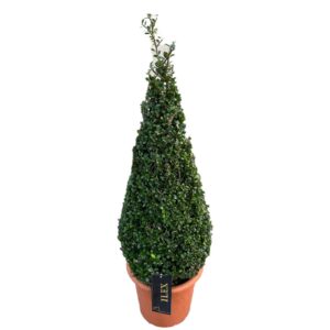 Ilex Ilex conv. Caroline Upright Piramiden p30(t) 80-+ ©
(1 Plants/Order)(28cmP 85cmH)