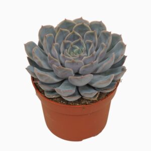 Echeveria Orion Echeveria orion 10,5 cm
(10 Plants/Order)(10.5cmP 14cmH)