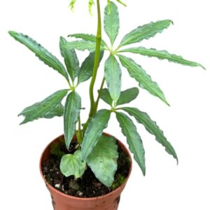 Anthurium Leaf Anthurium Polyschistum
(5 Plants/Order)(10.5cmP 15cmH)