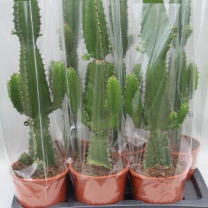 Euphorbia acrurensis Euphorbia Acrurensis
(6 Plants/Order)(17cmP 60cmH)