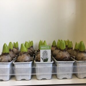 Hyacinthus White Pearl 7 cm Hyacint White Pearl zonder etiket
(24 Plants/Order)(7cmP 15cmH)