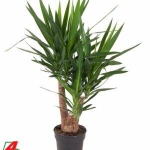 Yucca Yucca busch 3/4-arm P24-100
(1 Plants/Order)(24cmP 110cmH)