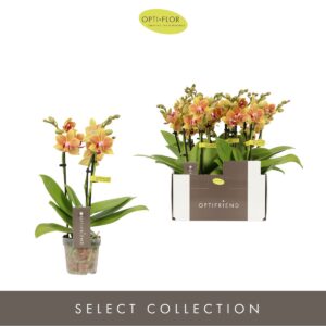 Phalaenopsis Multiflora Optifriend Indy 3 spike
(8 Plants/Order)(7cmP 25cmH)
