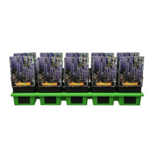 Ajuga Ajuga reptans 'Braunherz' P11
(10 Plants/Order)(11cmP 25cmH)