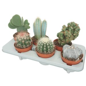 Cactus Cactus mix 13 cm
(6 Plants/Order)(13cmP 15cmH)