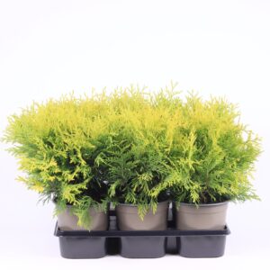 Thuja Golden Globe Thuja occidentalis 'Golden Globe'
(6 Plants/Order)(15cmP 40cmH)