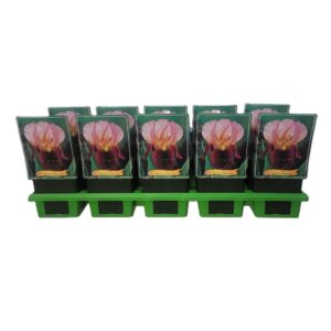 Iris Indian Chief Iris Germanica 'Indian Chief' P11
(10 Plants/Order)(11cmP 25cmH)