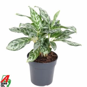 Aglaonema other Patricia
(6 Plants/Order)(17cmP 40cmH)