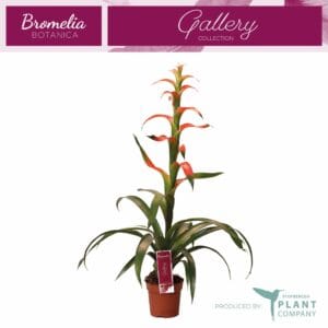 Guzmania wittmackii Guzmania Wittmackii
(6 Plants/Order)(12cmP 40cmH)