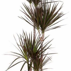 Dracaena Magenta Dracaena Magenta 90-60-30-15
(1 Plants/Order)(27cmP 150cmH)