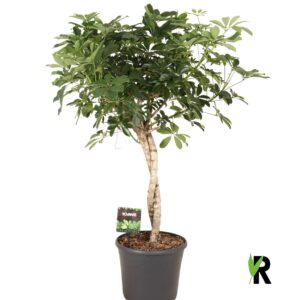Schefflera Compacta Schefflera arb. Compacta twister
(1 Plants/Order)(35cmP 130cmH)