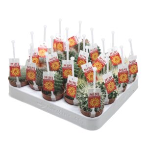 Cactus Bolcactus mix 5,5 cm met picker+etiket
(20 Plants/Order)(5.5cmP 8cmH)