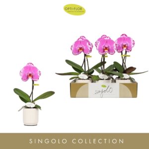 Phalaenopsis other Singolo Victorio in Lazio White
(6 Plants/Order)(9cmP 40cmH)