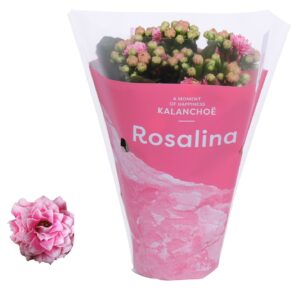 Kalanchoe Rosalina Don Alano Kalanchoe Rosalina 07cm TST Don Alano, pink hoes
(16 Plants/Order)(7cmP 15cmH)