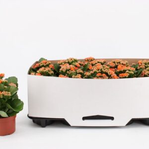 Kalanchoe Rosalina Don Sergio Kalanchoe Double Orange, in kraag
(10 Plants/Order)(10.5cmP 23cmH)