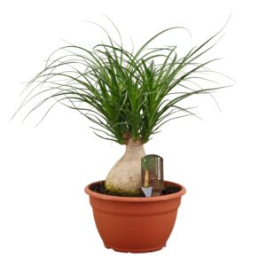 Nolina recurvata Beaucarnea ball 25 cm
(1 Plants/Order)(25cmP 55cmH)